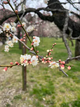 偕楽園本園に投稿された画像（2026/4/15）