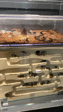 特別展「超危険生物展　科学で挑む生き物の本気」に投稿された画像（2026/4/15）