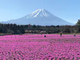 富士芝桜まつり(富士本栖湖リゾート)に投稿された画像（2026/4/15）