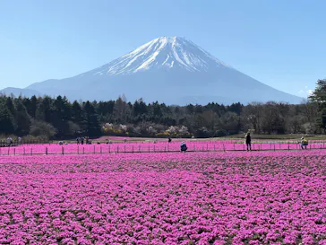 富士芝桜まつり(富士本栖湖リゾート)に投稿された画像（2026/4/15）