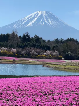 富士芝桜まつり(富士本栖湖リゾート)に投稿された画像（2026/4/15）