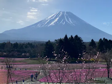富士芝桜まつり(富士本栖湖リゾート)に投稿された画像（2026/4/15）