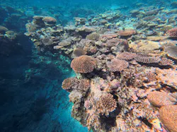 石垣島 ADVENTURE PiPi（イシガキジマアドベンチャーピピ）に投稿された画像（2026/4/15）