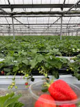 いちごICHIJYU FRUIT FARMに投稿された画像（2026/4/15）