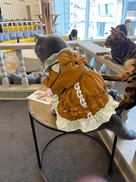 猫カフェモカ 京都河原町店に投稿された画像（2026/4/15）