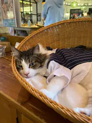 猫カフェモカ　池袋東口店に投稿された画像（2026/4/15）