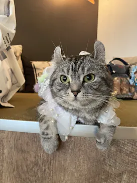 猫カフェモカ　池袋東口店に投稿された画像（2026/4/15）