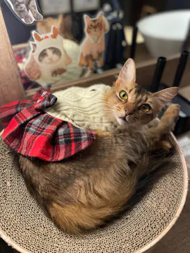 猫カフェモカ　池袋東口店に投稿された画像（2026/4/15）