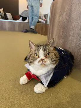 猫カフェモカ　池袋東口店に投稿された画像（2026/4/15）