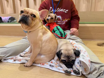 いぬカフェRio 浅草店に投稿された画像（2026/4/15）