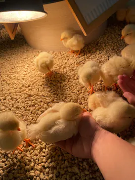 Moff animal cafe iias つくば店に投稿された画像（2026/4/15）
