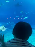 沖縄美ら海水族館に投稿された画像（2026/4/15）