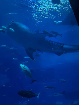 沖縄美ら海水族館に投稿された画像（2026/4/15）