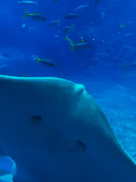 沖縄美ら海水族館に投稿された画像（2026/4/15）