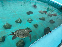 沖縄美ら海水族館に投稿された画像（2026/4/15）