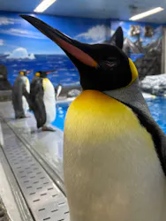 越前松島水族館に投稿された画像（2026/4/16）