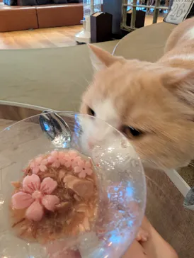 猫カフェモカ　池袋東口店に投稿された画像（2026/4/16）