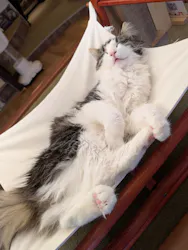 猫カフェモカ　池袋東口店に投稿された画像（2026/4/16）