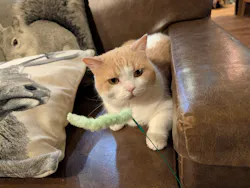 猫カフェモカ　池袋東口店に投稿された画像（2026/4/16）