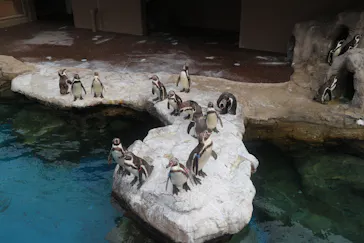 アクアワールド茨城県大洗水族館に投稿された画像（2026/4/16）