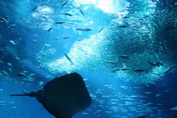 アクアワールド茨城県大洗水族館に投稿された画像（2026/4/16）