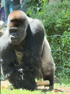 恩賜上野動物園に投稿された画像（2026/4/16）