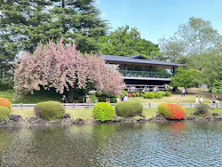 新宿御苑に投稿された画像（2026/4/16）