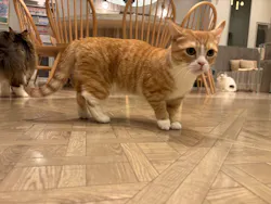 猫カフェモカ　イオンモール高崎店に投稿された画像（2026/4/16）