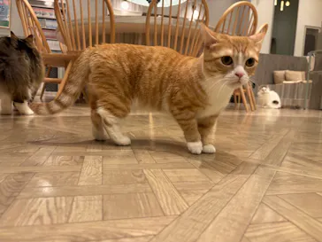 猫カフェモカ　イオンモール高崎店に投稿された画像（2026/4/16）