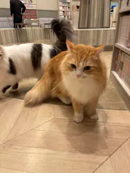 猫カフェモカ　イオンモール高崎店に投稿された画像（2026/4/16）