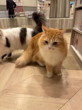 猫カフェモカ　イオンモール高崎店に投稿された画像（2026/4/16）