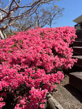 万博記念公園に投稿された画像（2026/4/16）