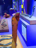 特別展「超危険生物展　科学で挑む生き物の本気」に投稿された画像（2026/4/16）