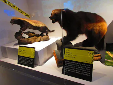 特別展「超危険生物展　科学で挑む生き物の本気」に投稿された画像（2026/4/16）