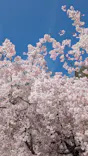 成田の命泉　大和の湯に投稿された画像（2026/4/16）