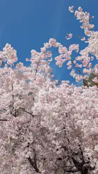 成田の命泉　大和の湯に投稿された画像（2026/4/16）