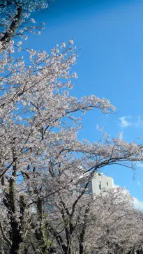 成田の命泉　大和の湯に投稿された画像（2026/4/16）