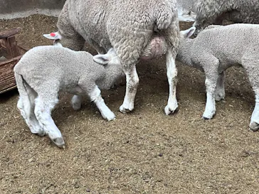 マザー牧場に投稿された画像（2026/4/16）