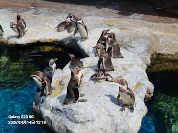 アクアワールド茨城県大洗水族館に投稿された画像（2026/4/16）