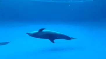 アクアワールド茨城県大洗水族館に投稿された画像（2026/4/16）