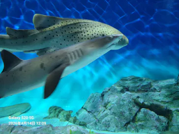 アクアワールド茨城県大洗水族館に投稿された画像（2026/4/16）