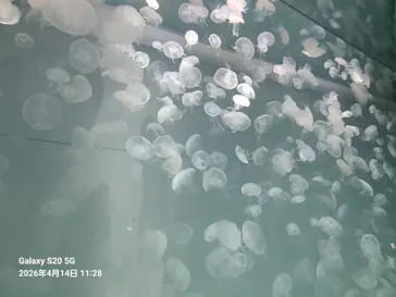 アクアワールド茨城県大洗水族館に投稿された画像（2026/4/16）