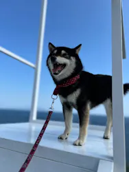 ニューヨークランプミュージアム＆フラワーガーデンに投稿された画像（2026/4/16）