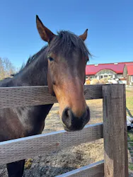 ノーザンホースパークに投稿された画像（2026/4/16）