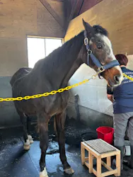 ノーザンホースパークに投稿された画像（2026/4/16）