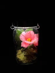 六義園に投稿された画像（2026/4/16）