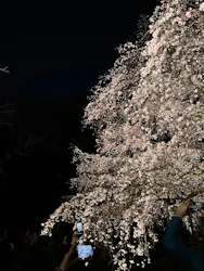 六義園に投稿された画像（2026/4/16）