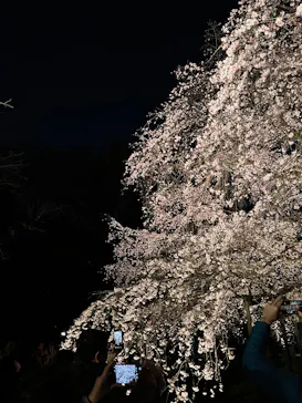 六義園に投稿された画像（2026/4/16）