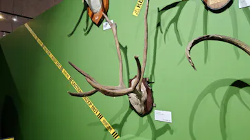 特別展「超危険生物展　科学で挑む生き物の本気」に投稿された画像（2026/4/17）