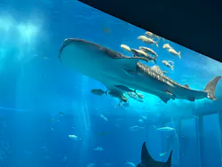 沖縄美ら海水族館に投稿された画像（2026/4/17）